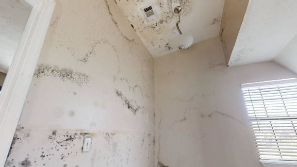 Best Basement Mold Removal  in St Michael, MN