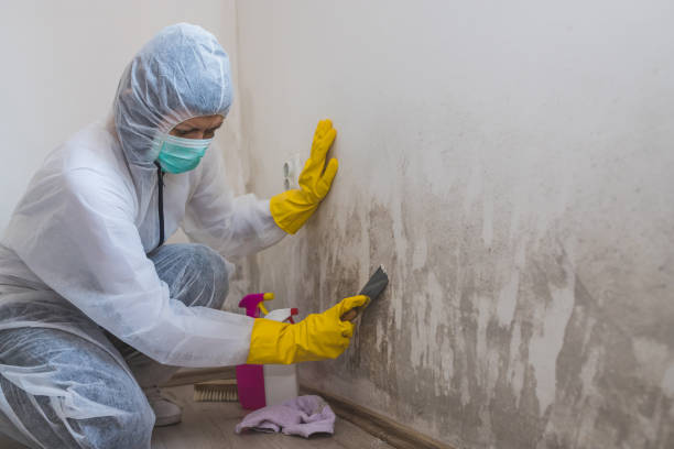 Mold Documentation for Insurance Claims in St Michael, MN