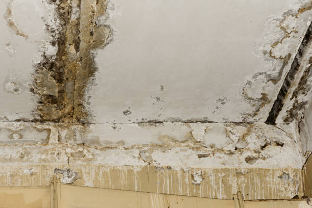 Professional Mold Removal in St Michael, MN