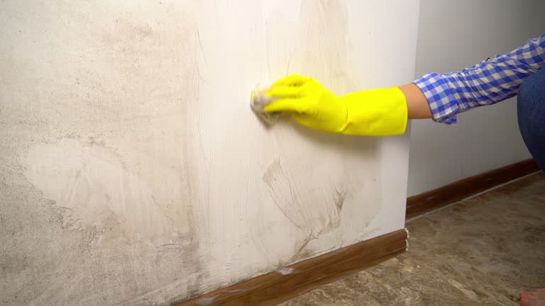 Best Commercial Mold Inspection  in St Michael, MN