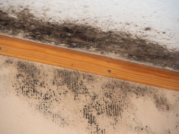 Dehumidification Services in St Michael, MN