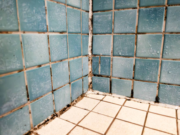 Best HVAC Mold Inspection and Cleaning  in St Michael, MN
