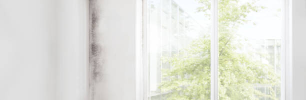 Best Air Quality Testing for Mold Spores  in St Michael, MN