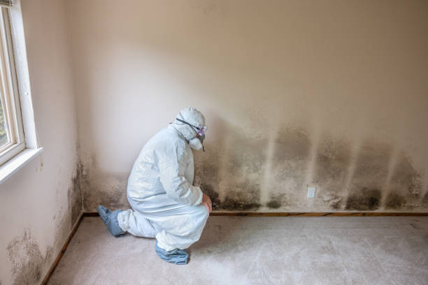 Best Mold Removal for HVAC Installations  in St Michael, MN