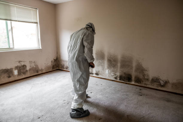 Best Biohazard Mold Removal  in St Michael, MN