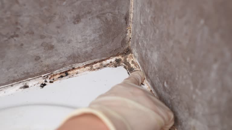 Best Industrial Mold Remediation  in St Michael, MN